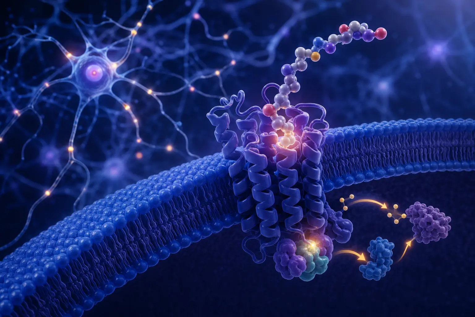 Conceptual melanocortin receptor signaling in a neural environment